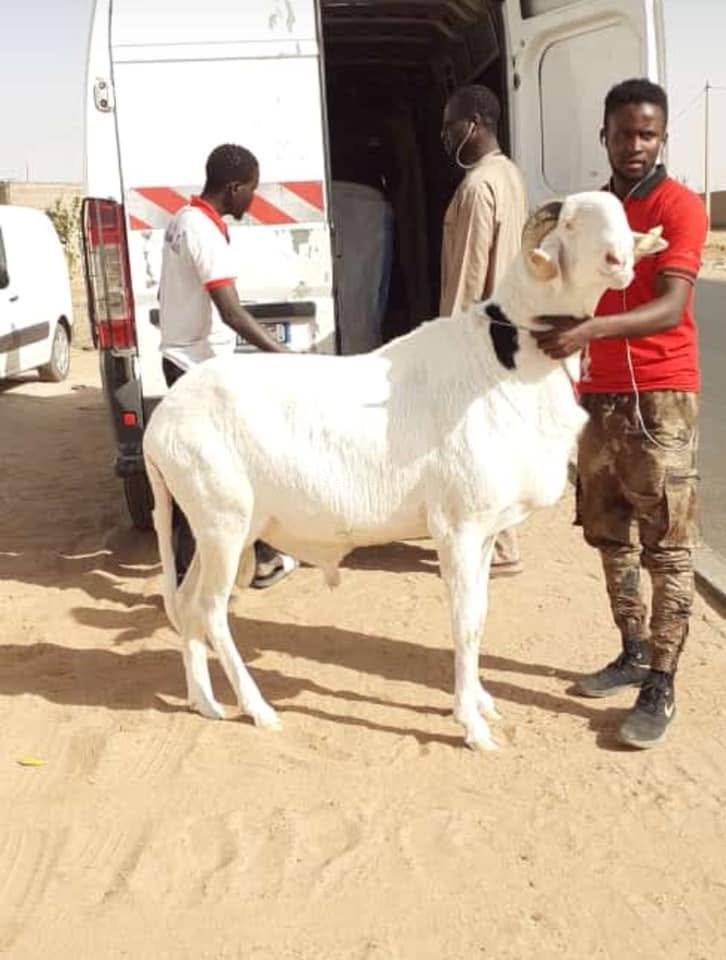 Ladou femelle — photo 1