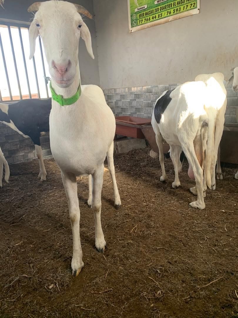 Ladou femelle — photo 4