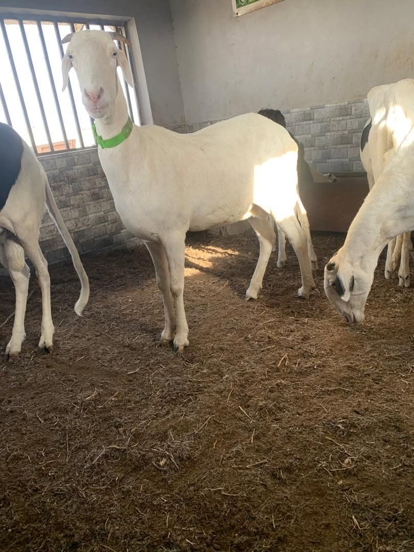 Ladou femelle — photo 2